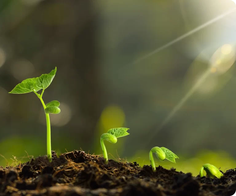 Plant sprout symbolizing renewable energy growth